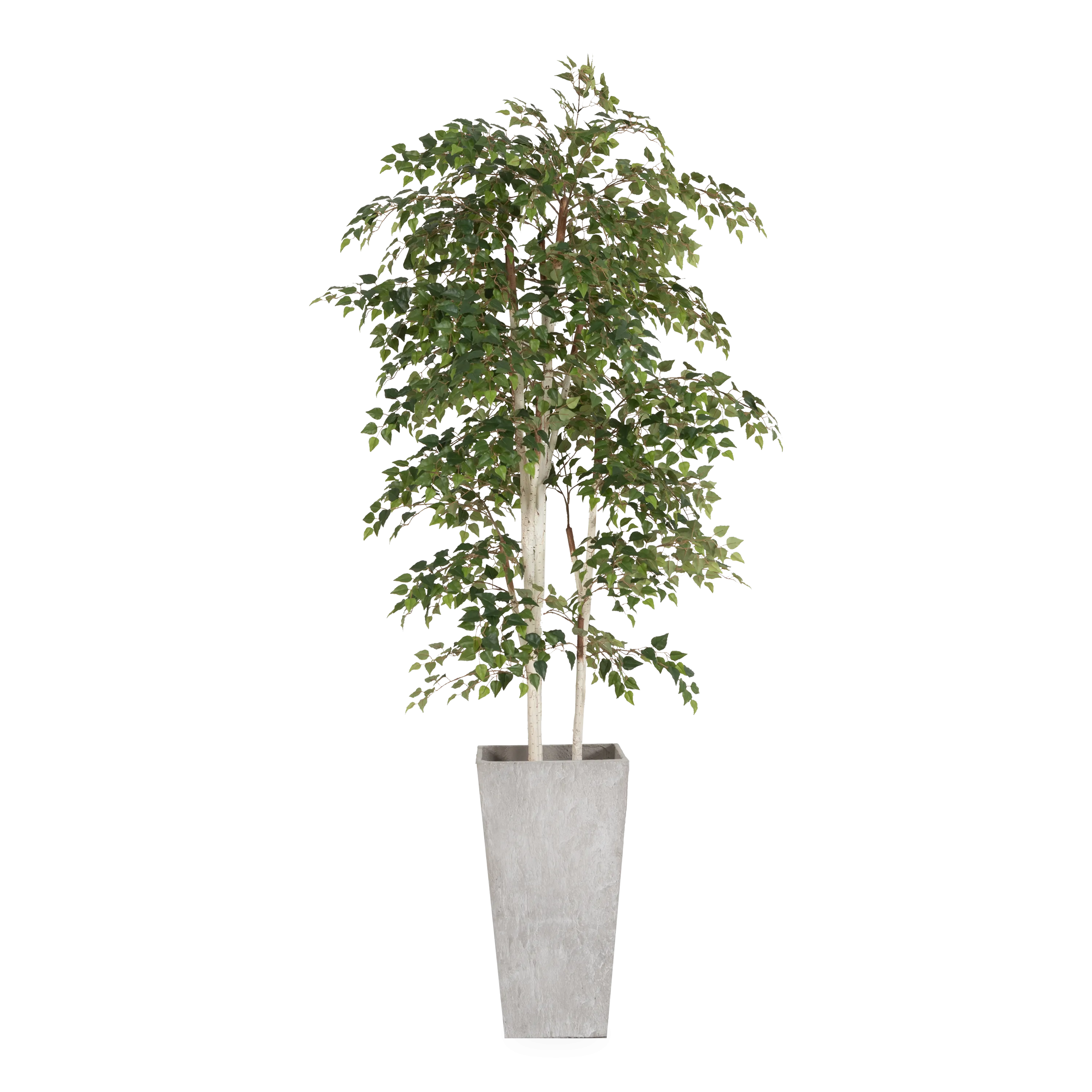 Birch Tree In Fiber Cement Planter